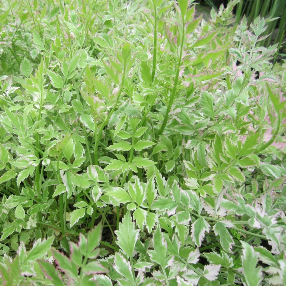 Oenanthe?javanica?Flamingo | Variegated water celery Flamingo | Marginal Plant