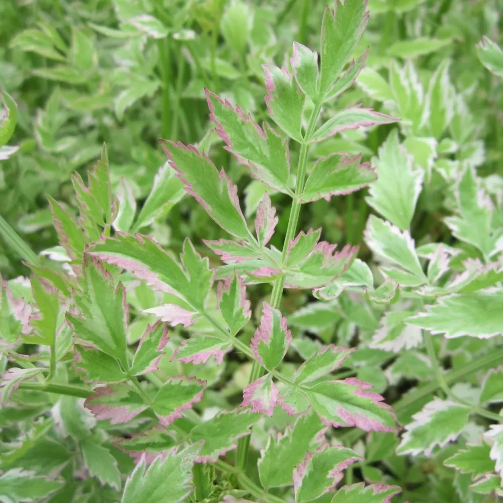 Oenanthe?javanica?Flamingo | Variegated water celery Flamingo | Marginal Plant - Image 2