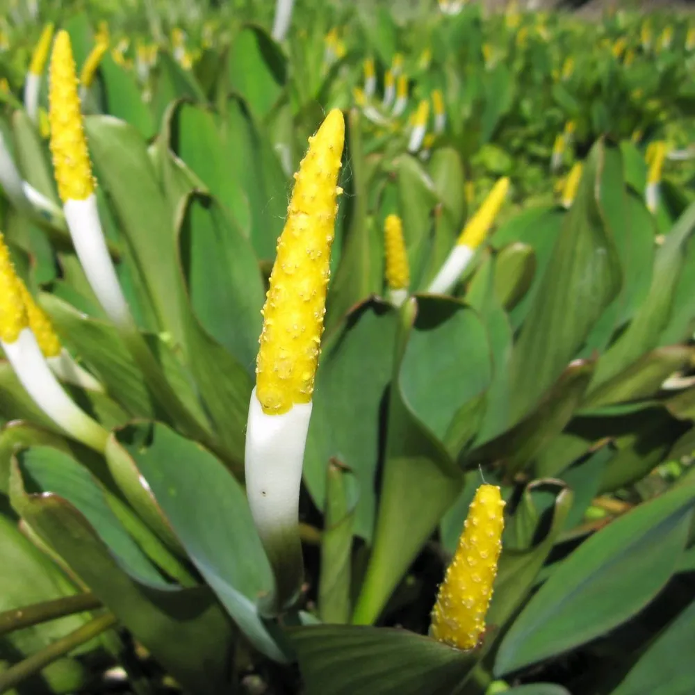 Orontium?aquaticum | Golden club | Marginal Plant - Image 2