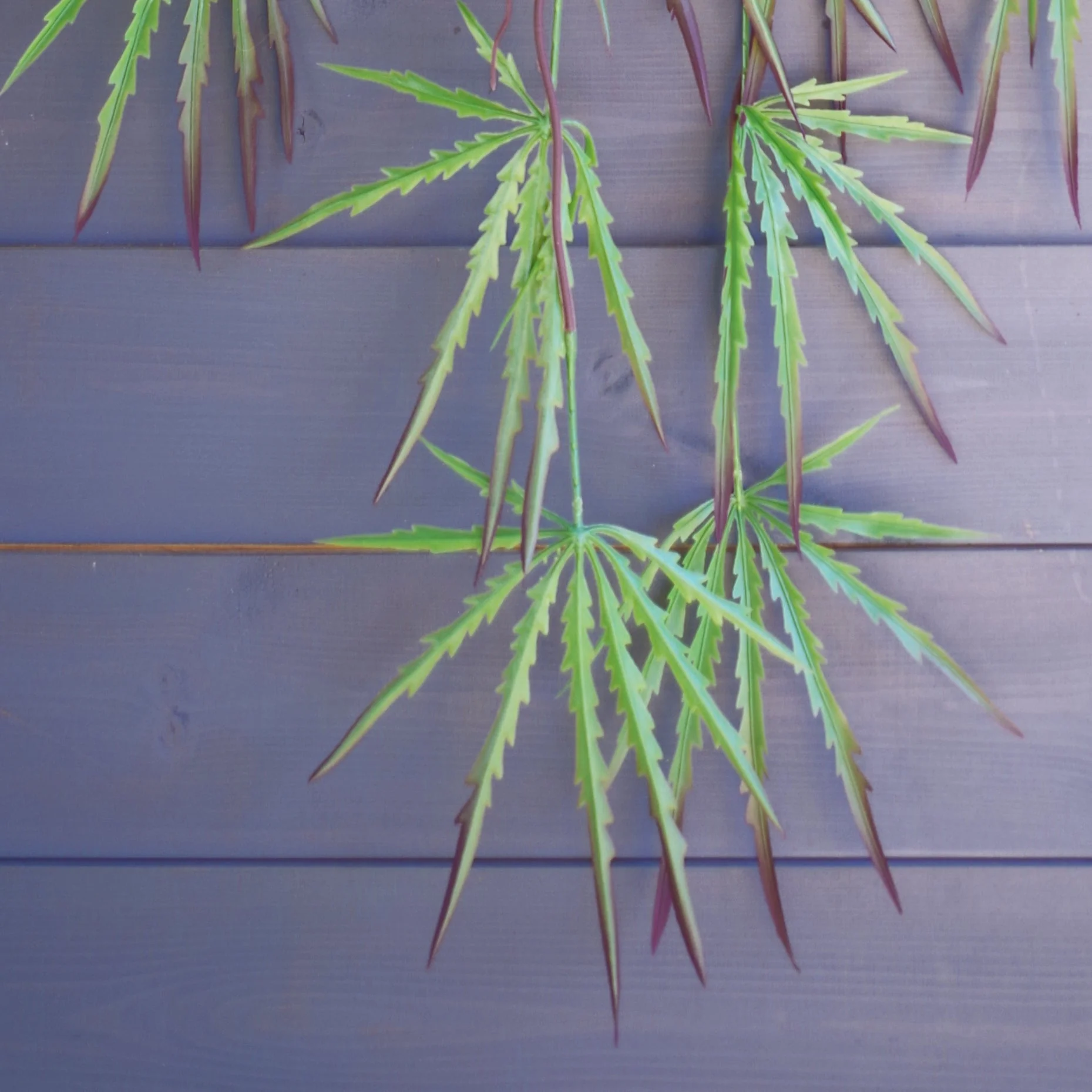 Pack of 12 x 100cm Artificial Hanging Acer Plant - Image 3