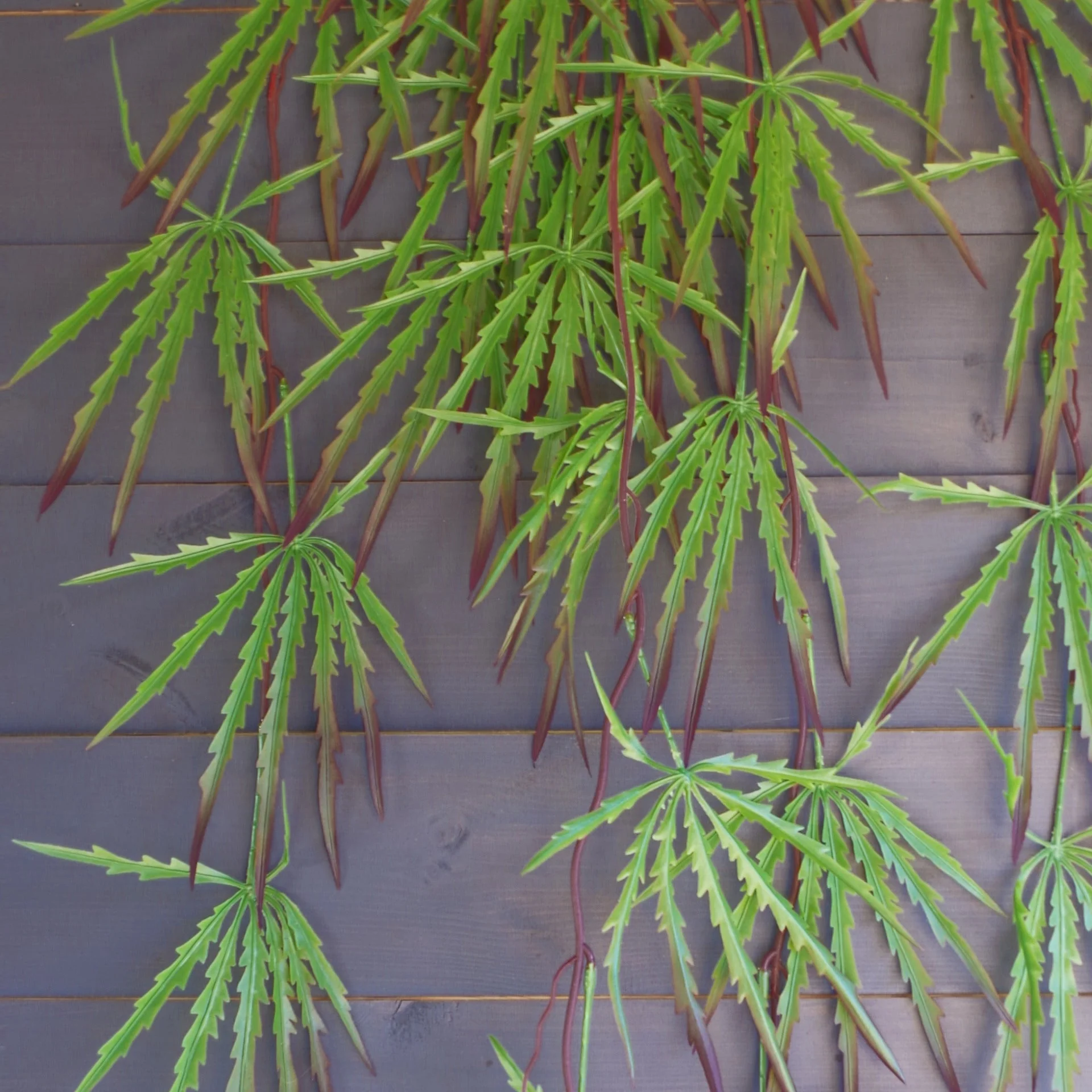 Pack of 12 x 100cm Artificial Hanging Acer Plant - Image 4