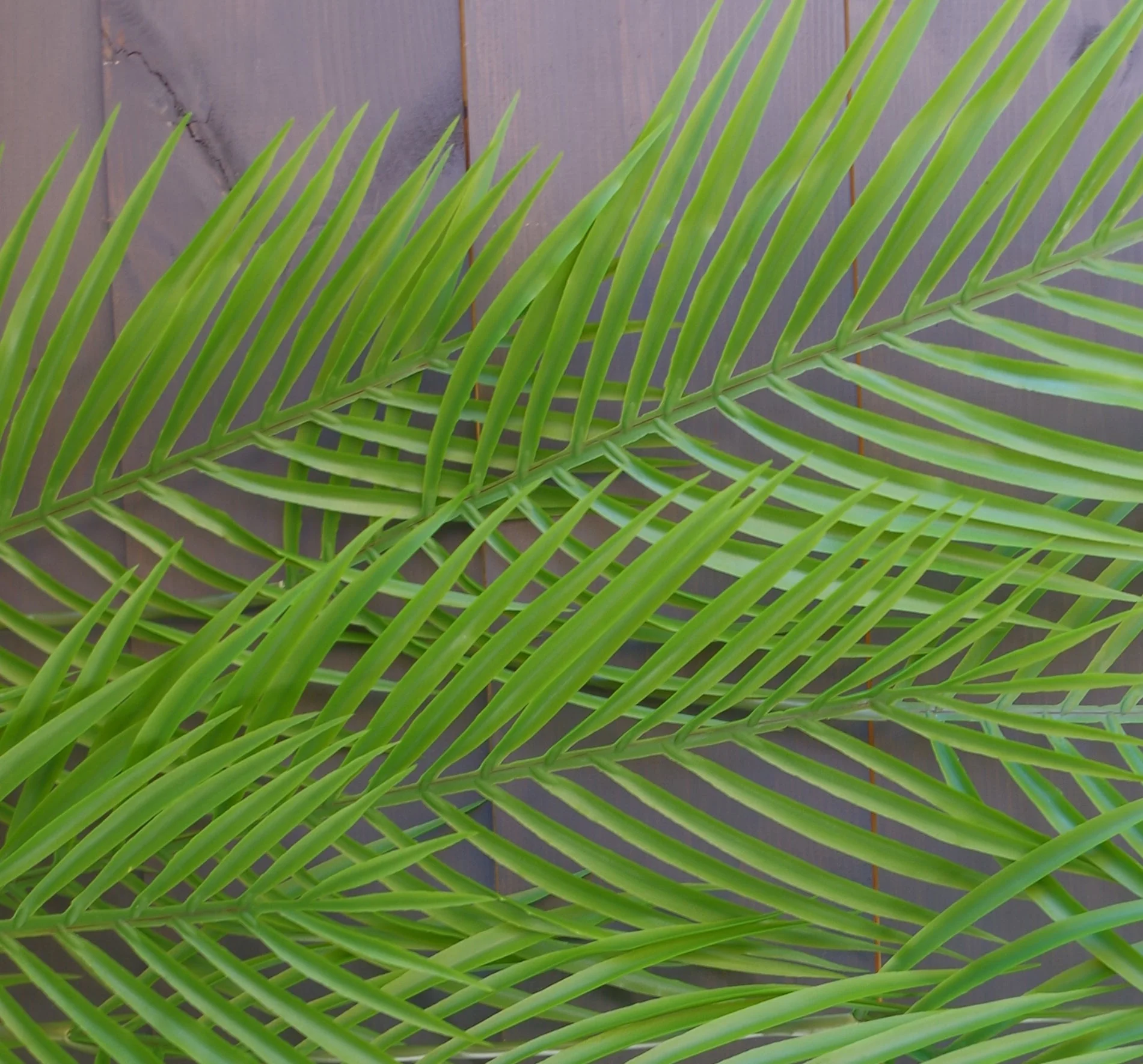 Pack of 12 x 120cm Artificial Hanging Palm Plant - Image 4