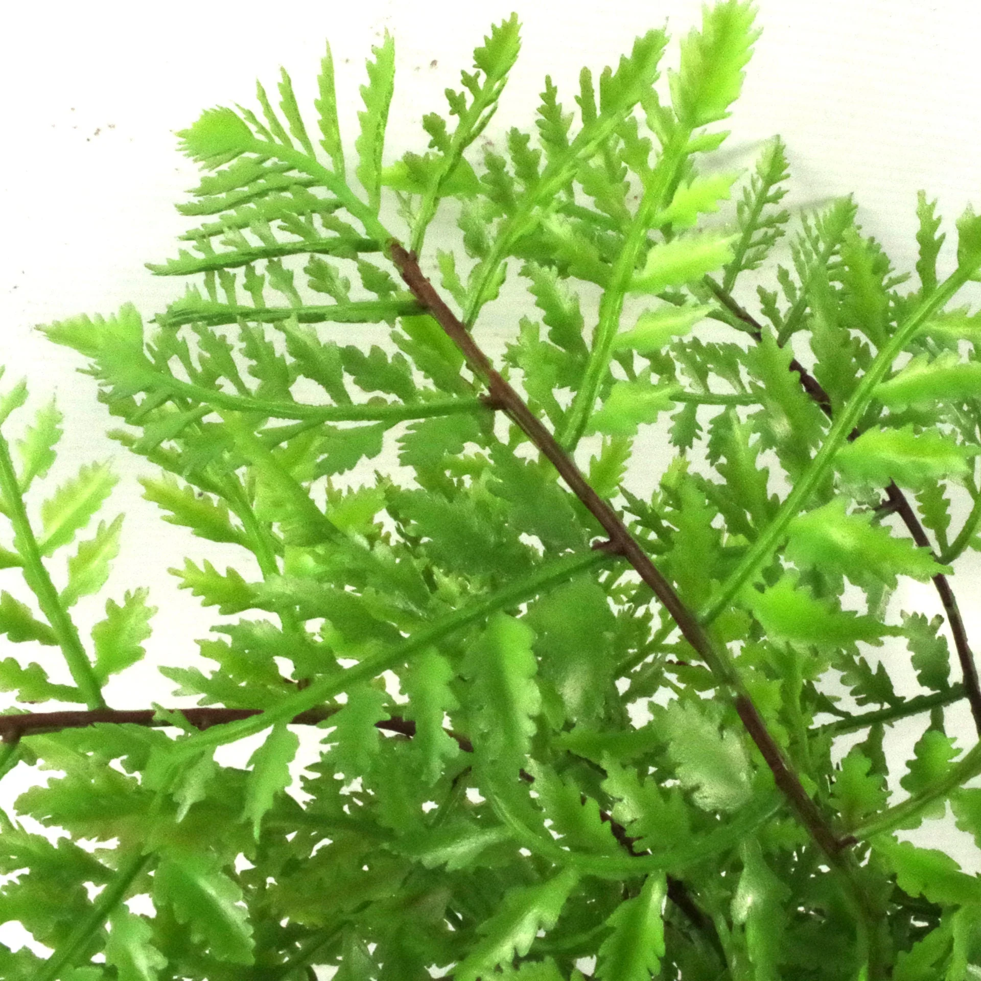 Pack of 3 x 30cm Artificial Ferns - Southern Wood - Lady and Royal - Potted - Image 2