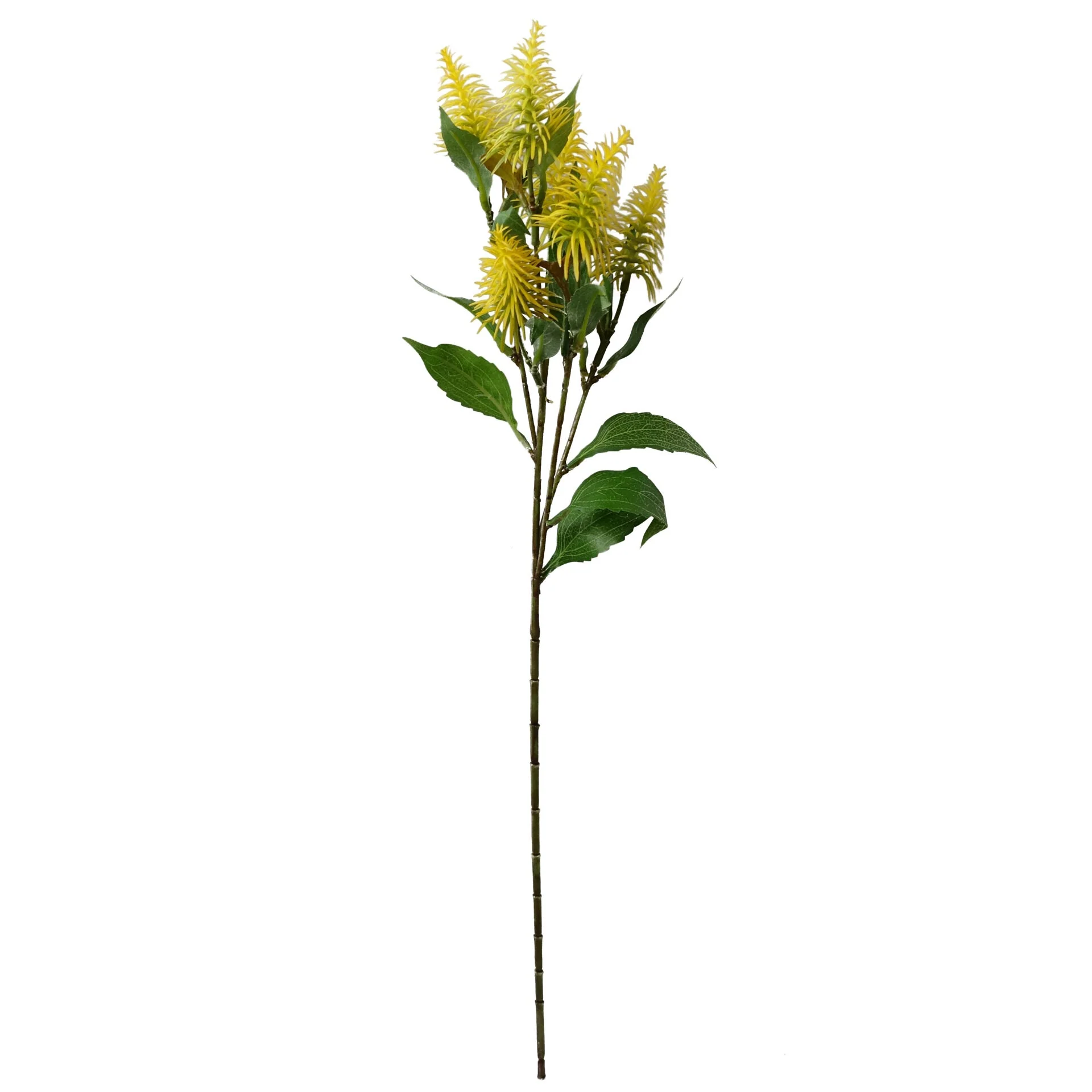 Pack of 6 x 55cm Callistemon Pallidus Yellow Bottle Brush Stem - Image 3