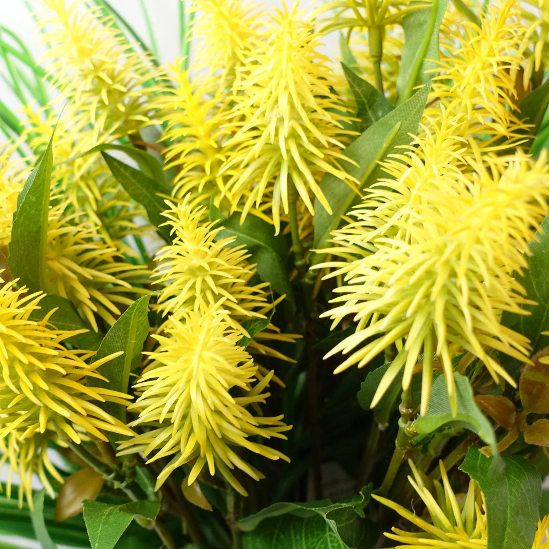 Pack of 6 x 55cm Callistemon Pallidus Yellow Bottle Brush Stem - Image 4
