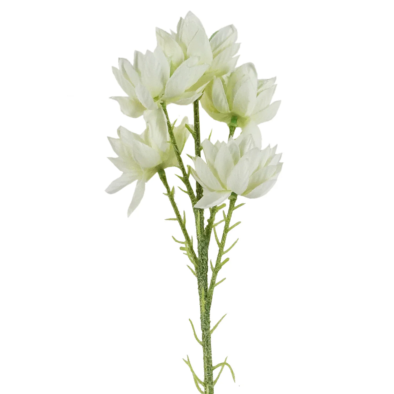 Pack of 6 x 60cm White Starflower Stem - 30 Flowers - Image 3