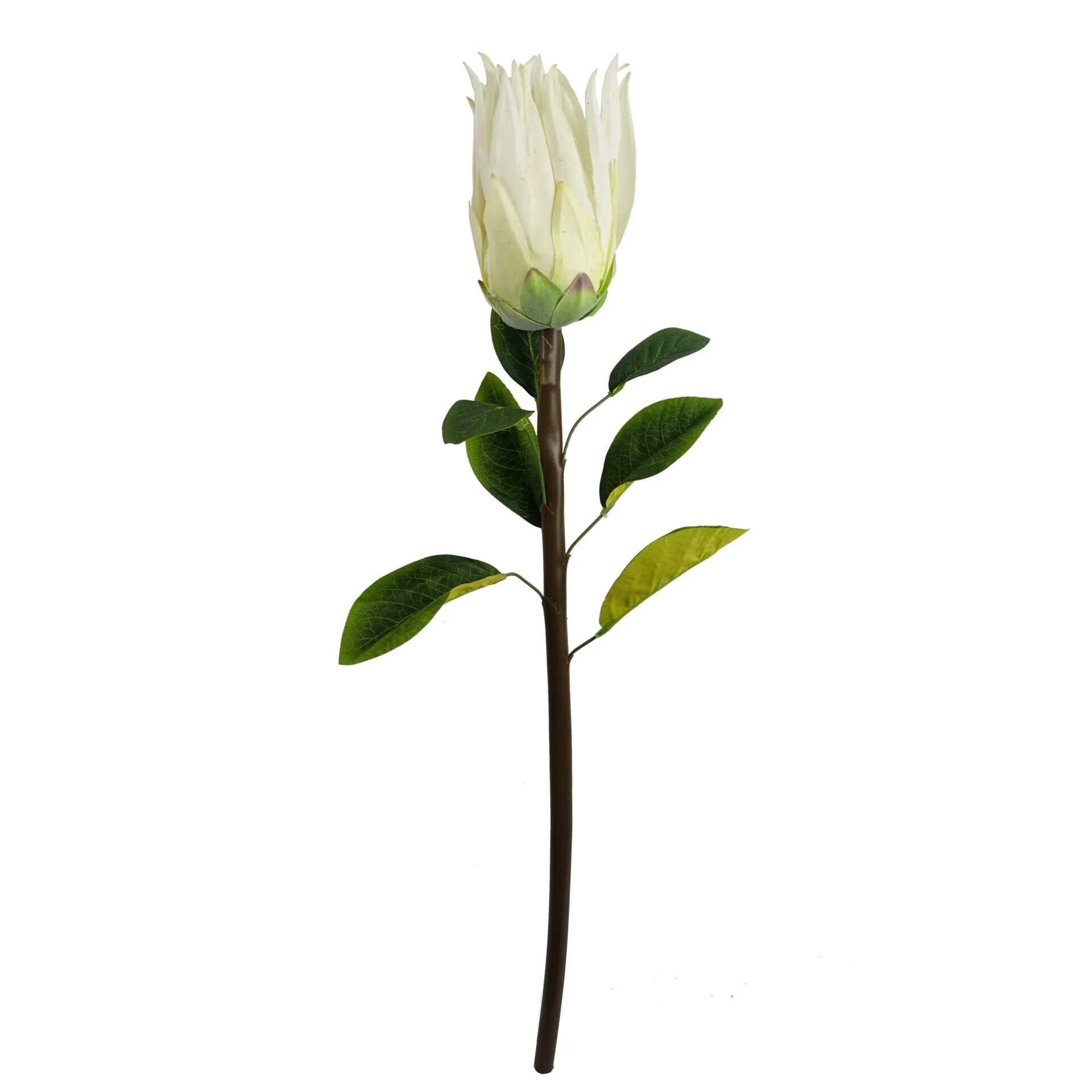 Pack of 6 x 65cm Protea Sugarbush Flower Stem - White - Image 2