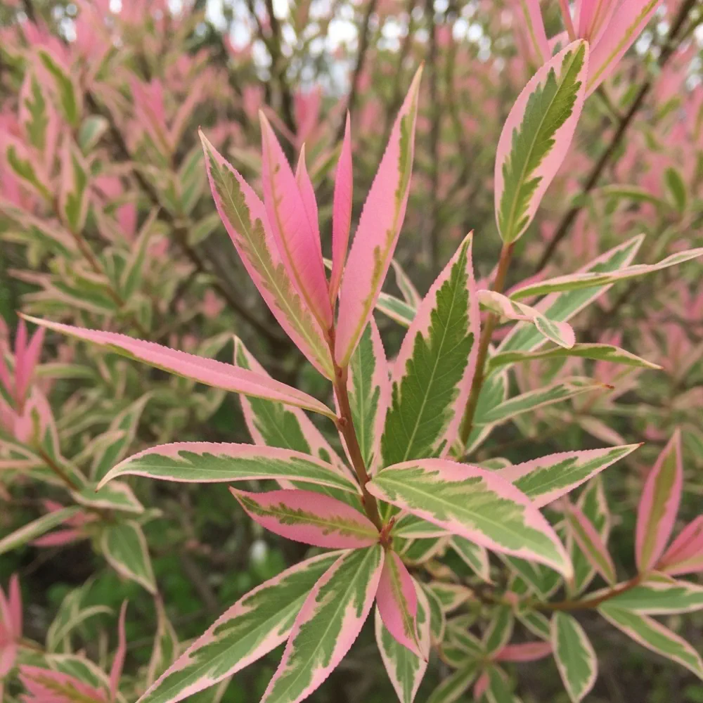 Pair of 5ft Flamingo Willow Trees | Salix Integra Hakuro Nishiki | 2 x 5L Pot - Image 3