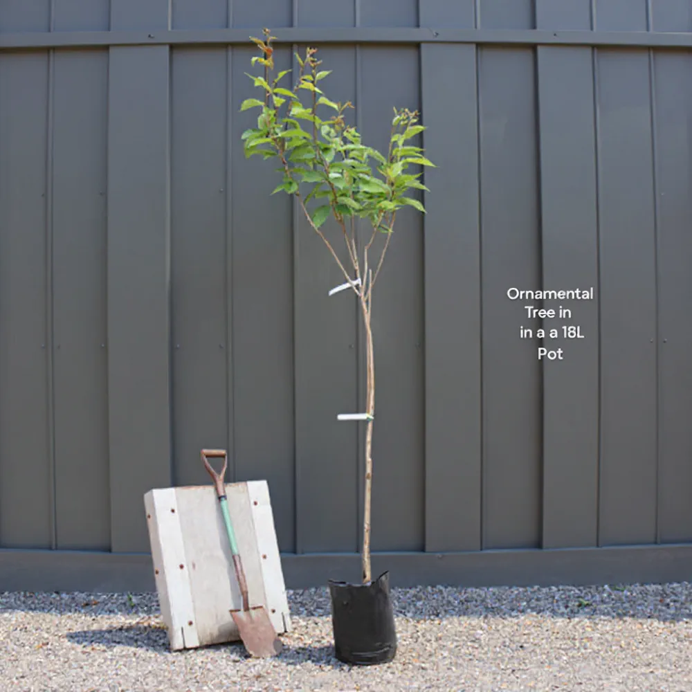 Pair of Mature 6ft Half Standard Bay Trees | Laurus Nobilis | 18L Pots - Image 6