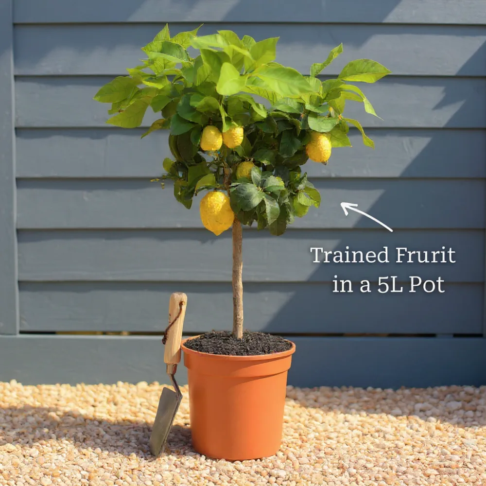Patio Citrus Collection | Orange, Lemon & Lime Trees | 3 x 5L Patio Trees - Image 3