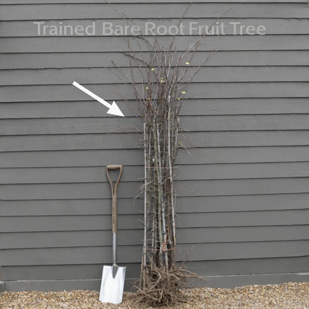 Patio 'Flavourcot' Apricot Tree | 3ft | Bare Root - Image 6