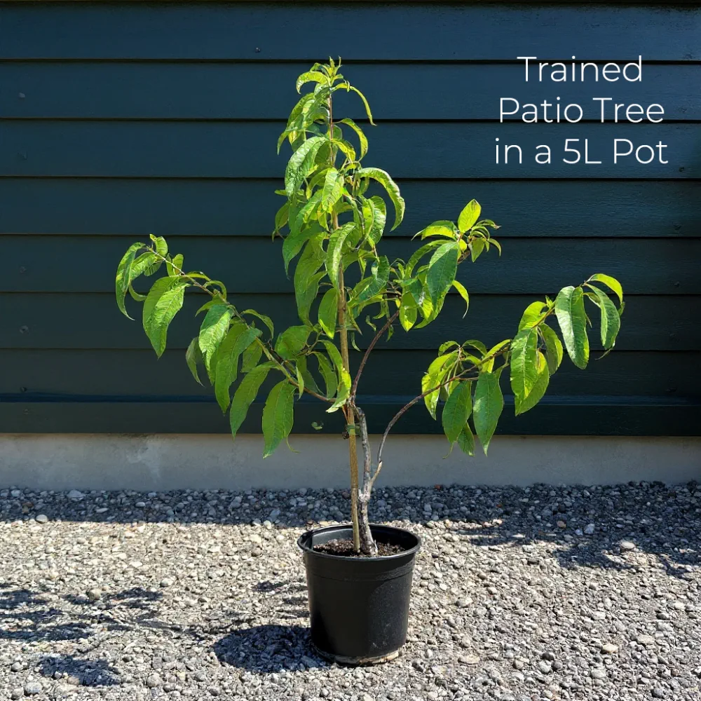 Patio 'Kordia' Cherry Tree | 3ft | 4.5L Pot - Image 7
