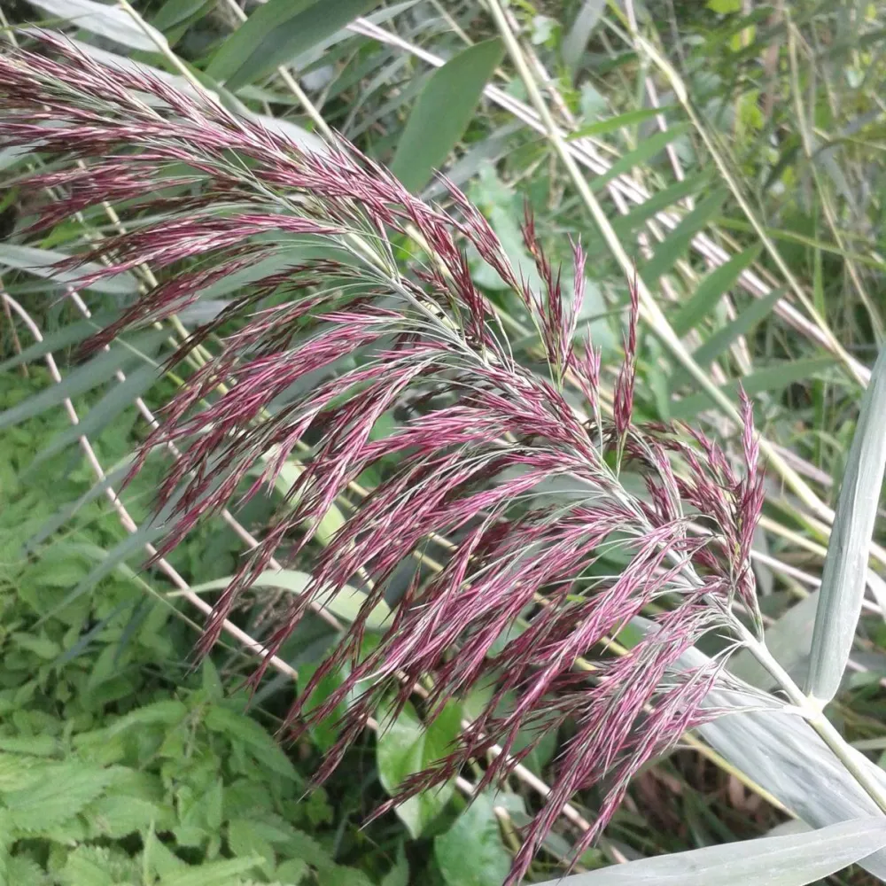 Phragmites?australis | Common reed | Marginal Plant - Image 7