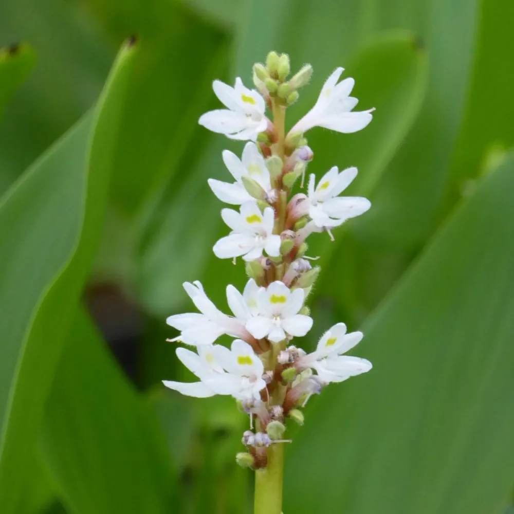 Pontederia?cordata?Alba | White pickerelweed | Marginal Plant - Image 2