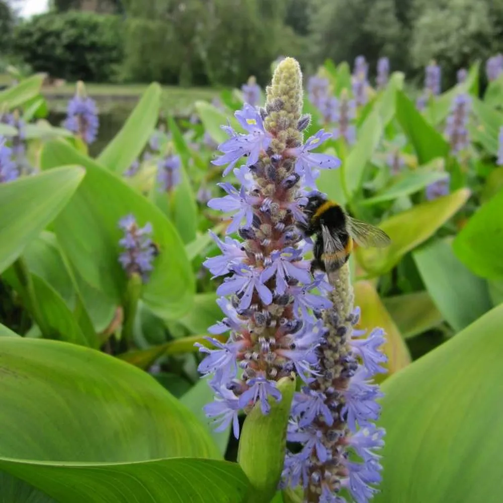 Pontederia?cordata | Pickerelweed | Marginal Plant