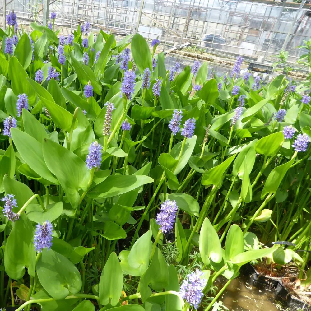 Pontederia?cordata | Pickerelweed | Marginal Plant - Image 2