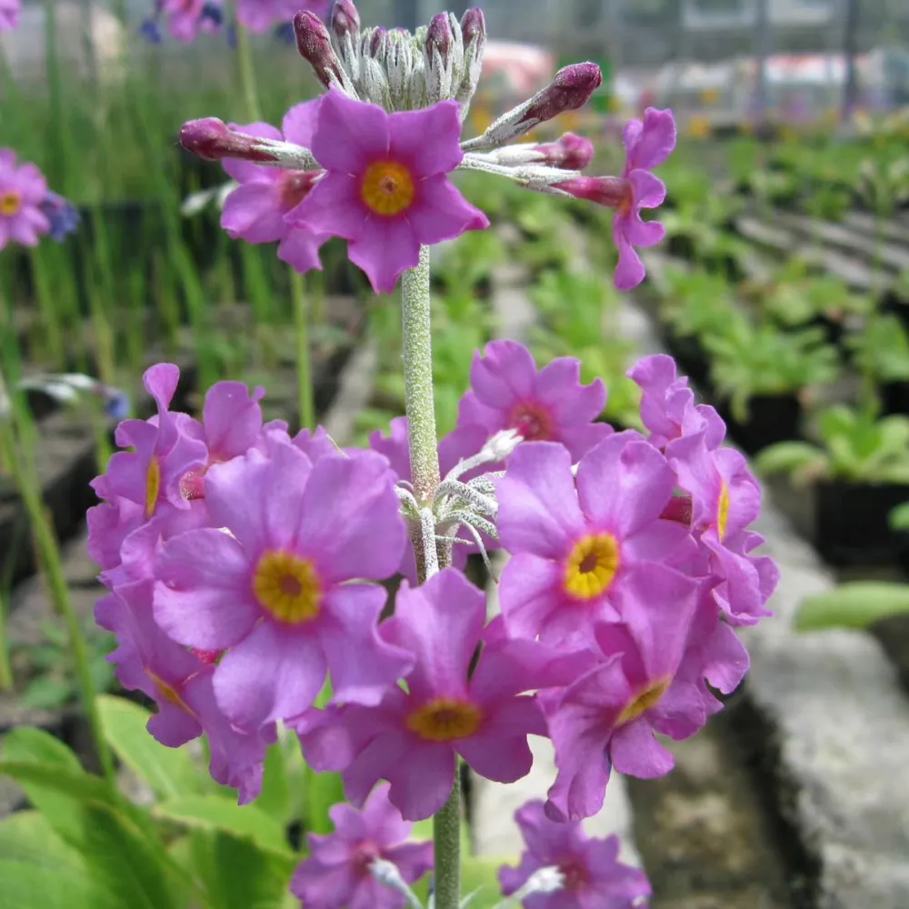 Primula?beesiana | Beesian candelabra primrose | Pond Side Plant