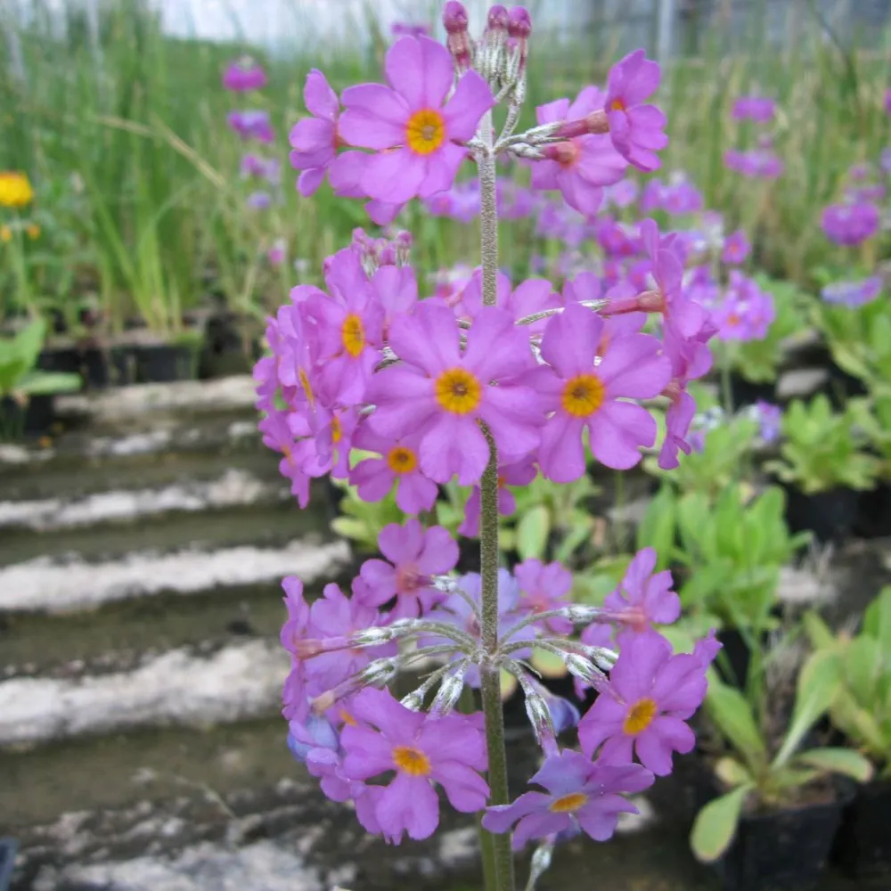 Primula?beesiana | Beesian candelabra primrose | Pond Side Plant - Image 3
