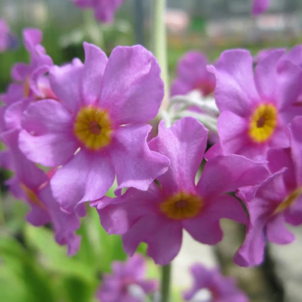 Primula?beesiana | Beesian candelabra primrose | Pond Side Plant - Image 4