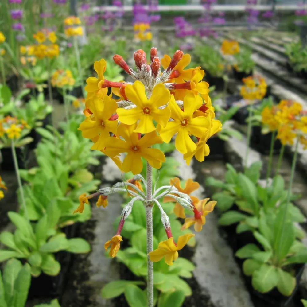 Primula?beesiana | Beesian candelabra primrose | Pond Side Plant - Image 6