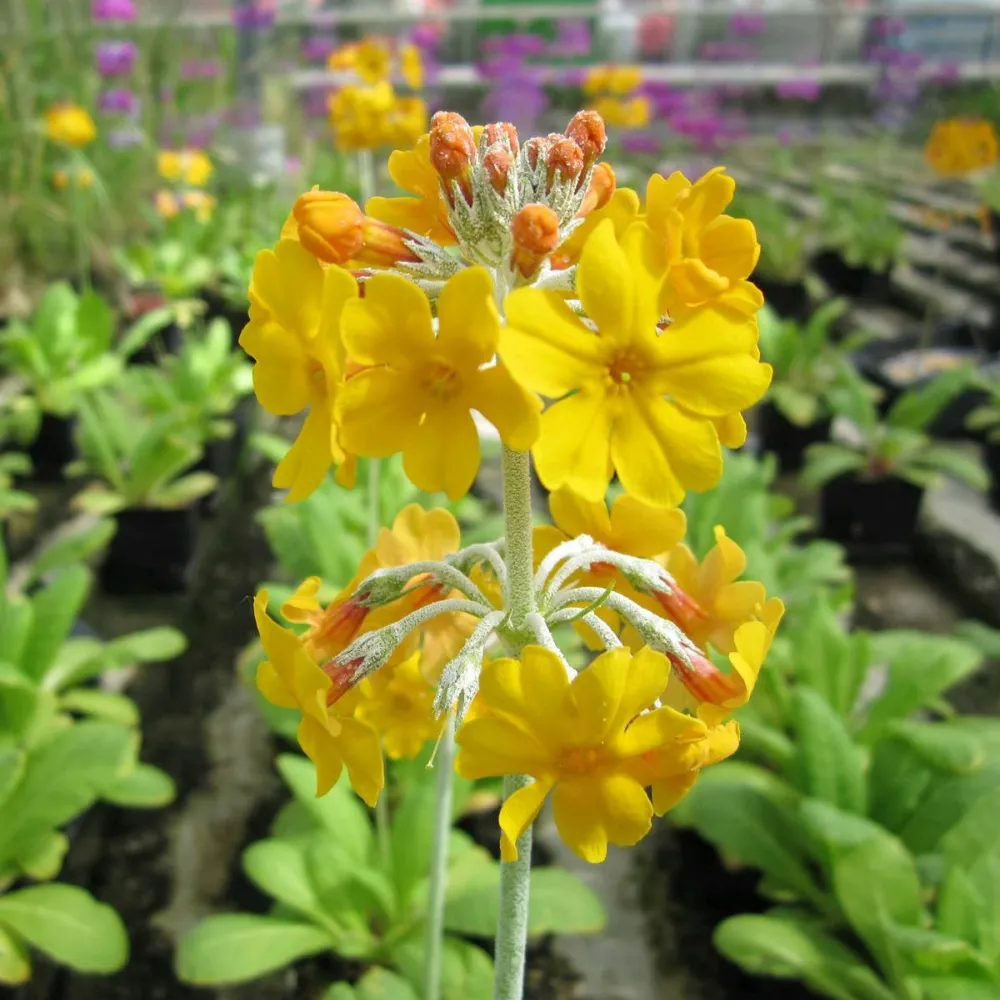 Primula?beesiana | Beesian candelabra primrose | Pond Side Plant - Image 7