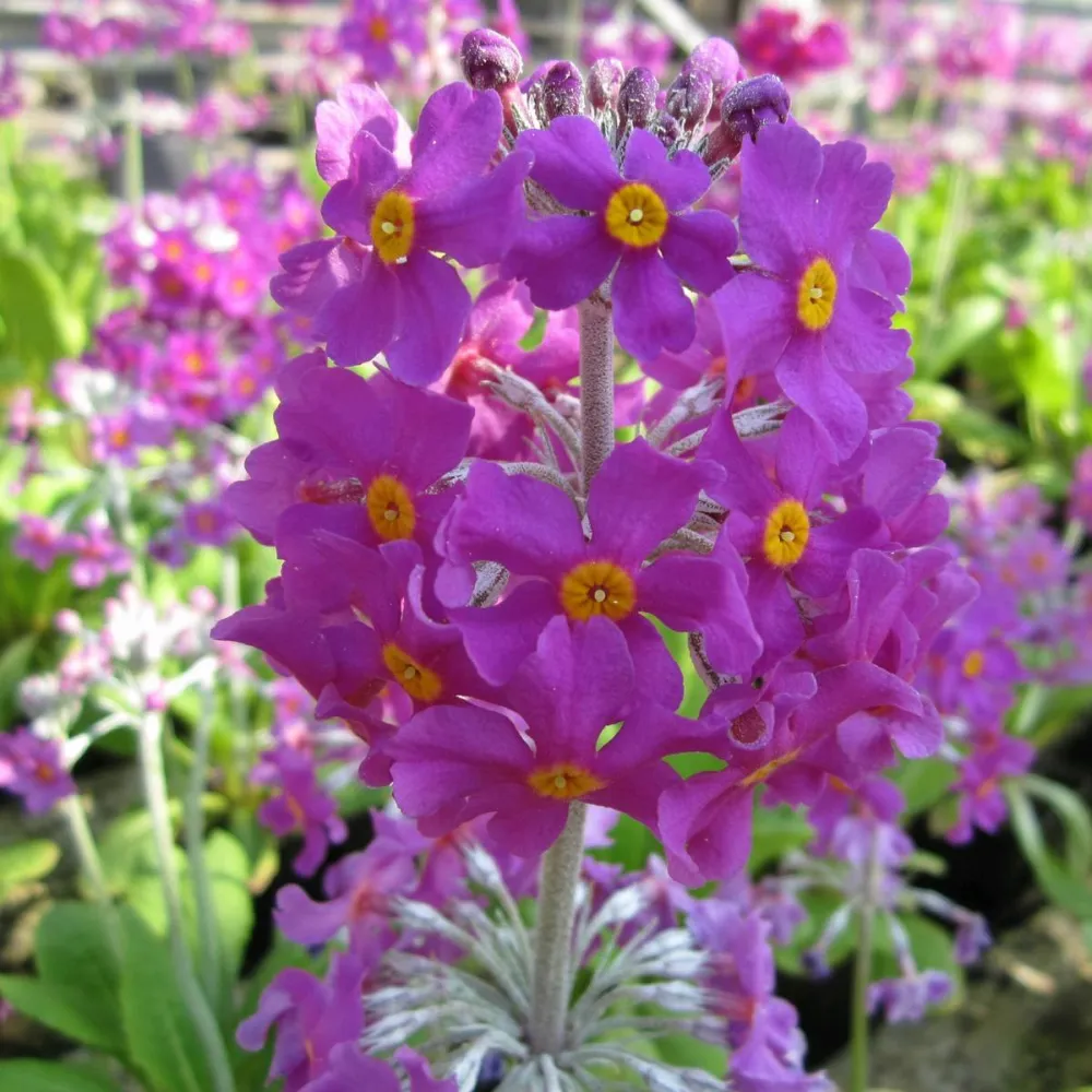 Primula?beesiana | Beesian candelabra primrose | Pond Side Plant - Image 8