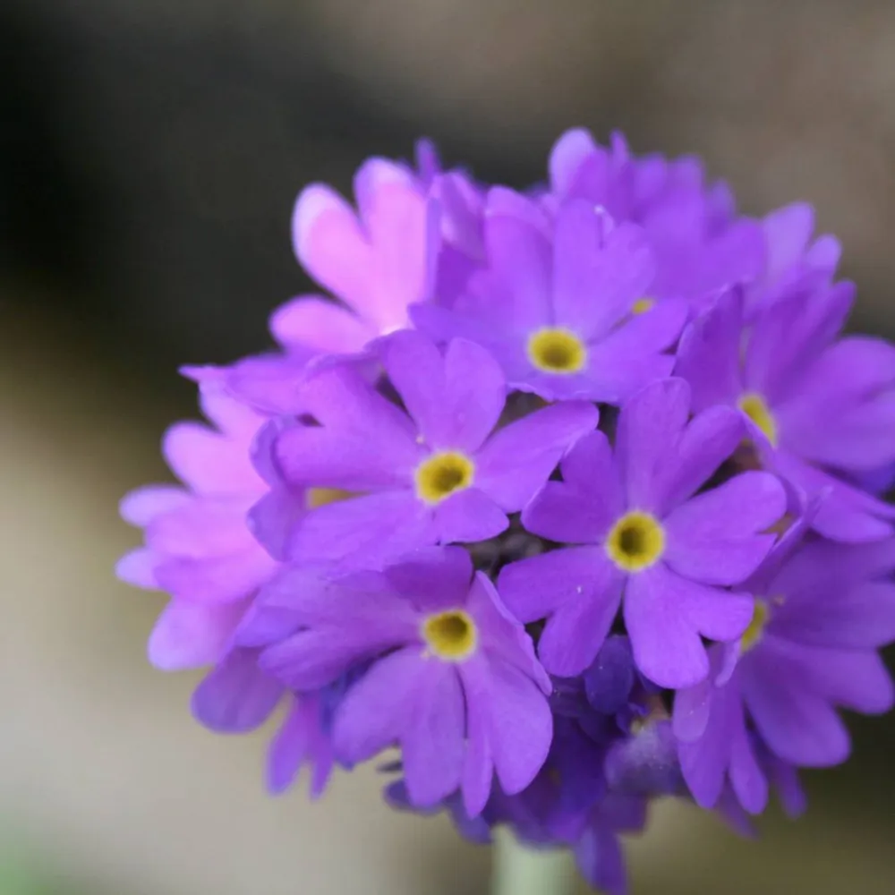 Primula?denticulata | Drumstick primrose | Pond Side Plant - Image 3