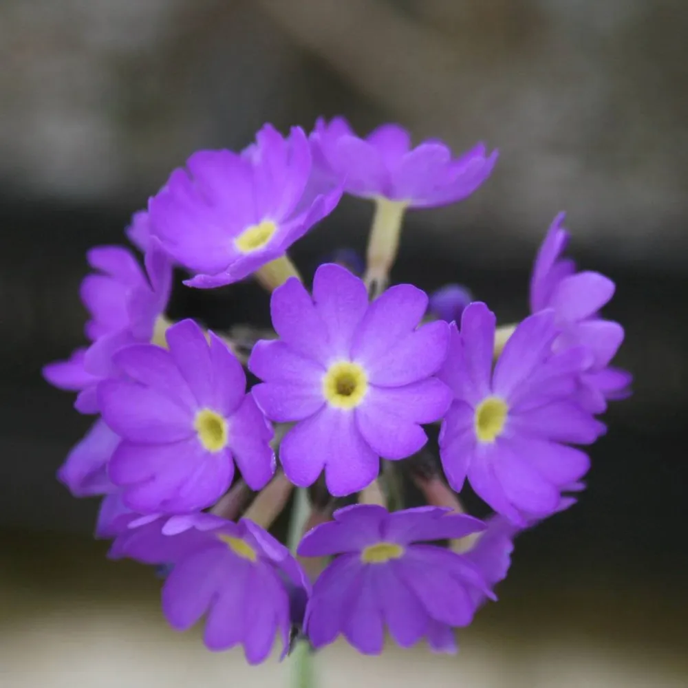 Primula?denticulata | Drumstick primrose | Pond Side Plant - Image 4