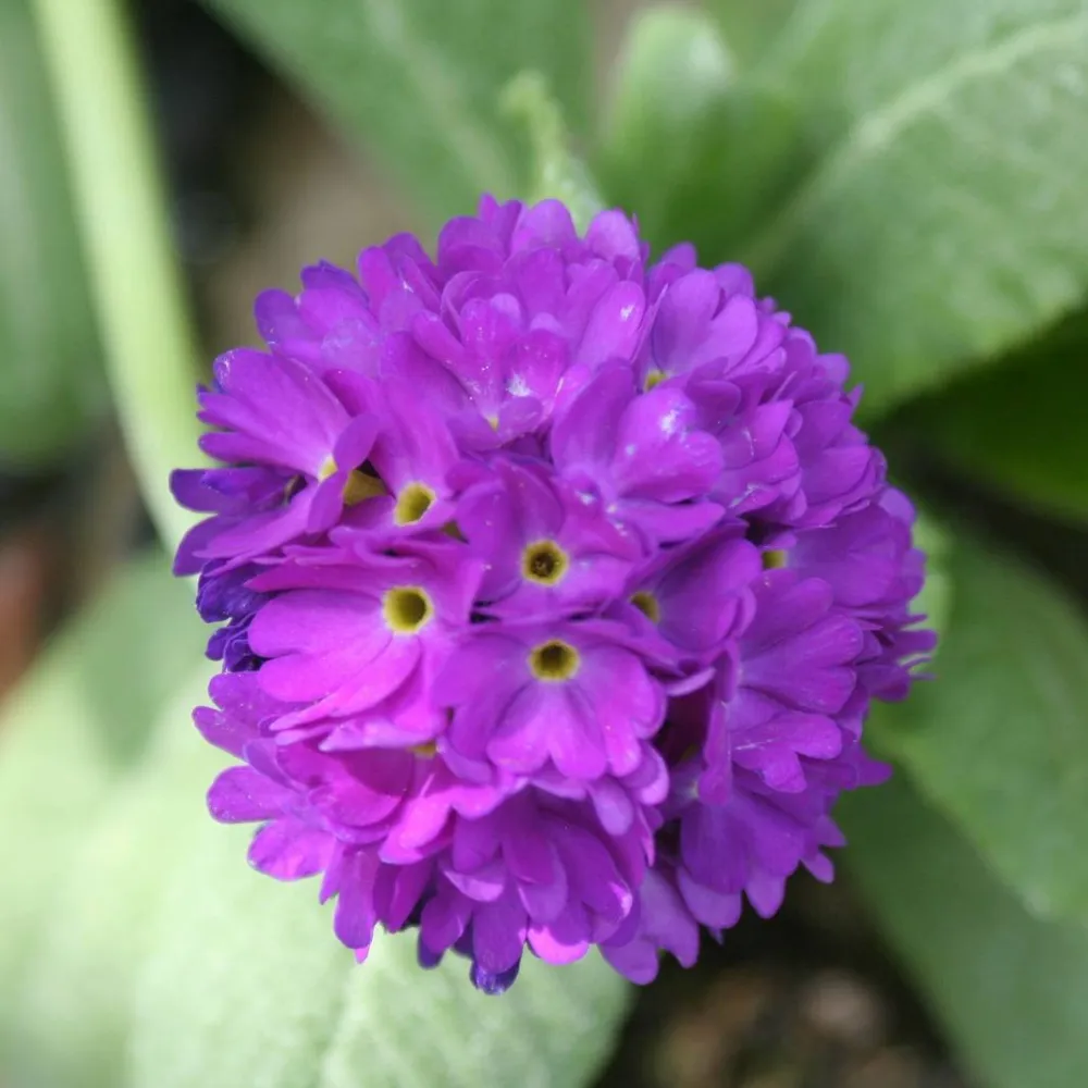 Primula?denticulata | Drumstick primrose | Pond Side Plant - Image 6