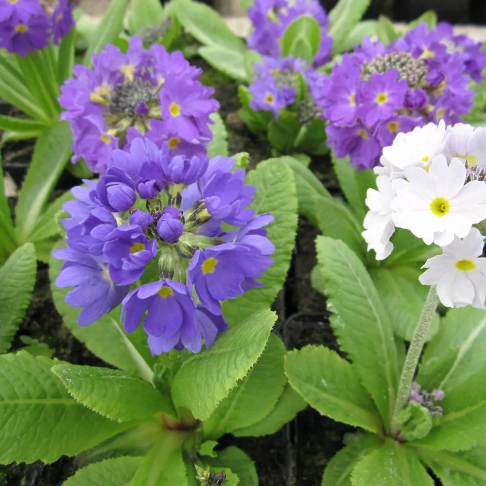 Primula?denticulata | Drumstick primrose | Pond Side Plant - Image 7