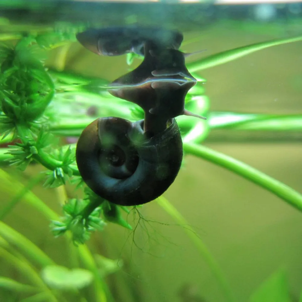 Ramshorn Snails ?Planorbis |?Aquatic Snails