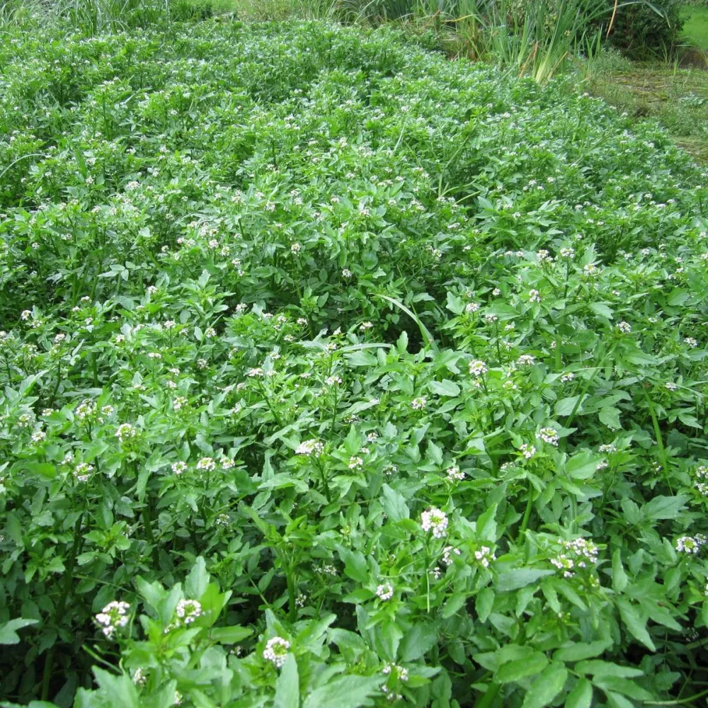 Rorippa?nasturtium-aquaticum | Watercress | Marginal Plant