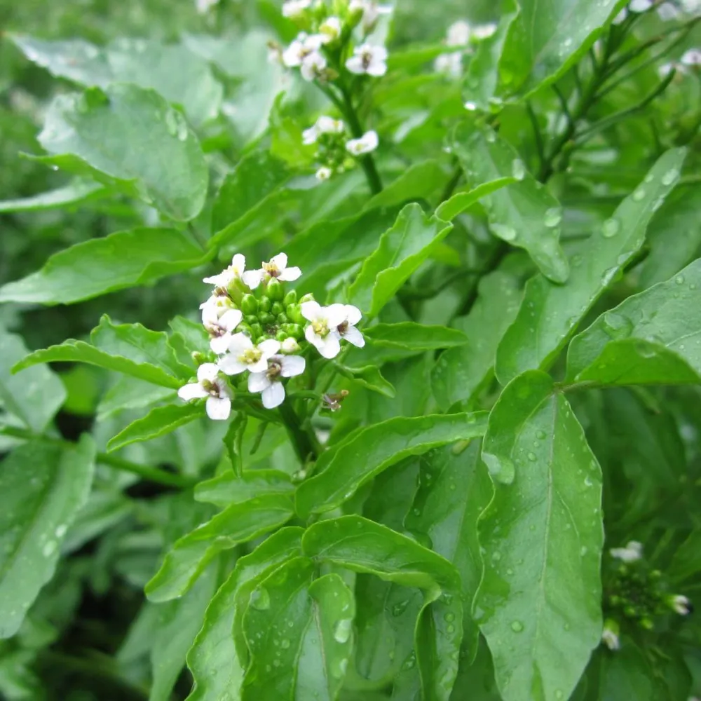 Rorippa?nasturtium-aquaticum | Watercress | Marginal Plant - Image 2