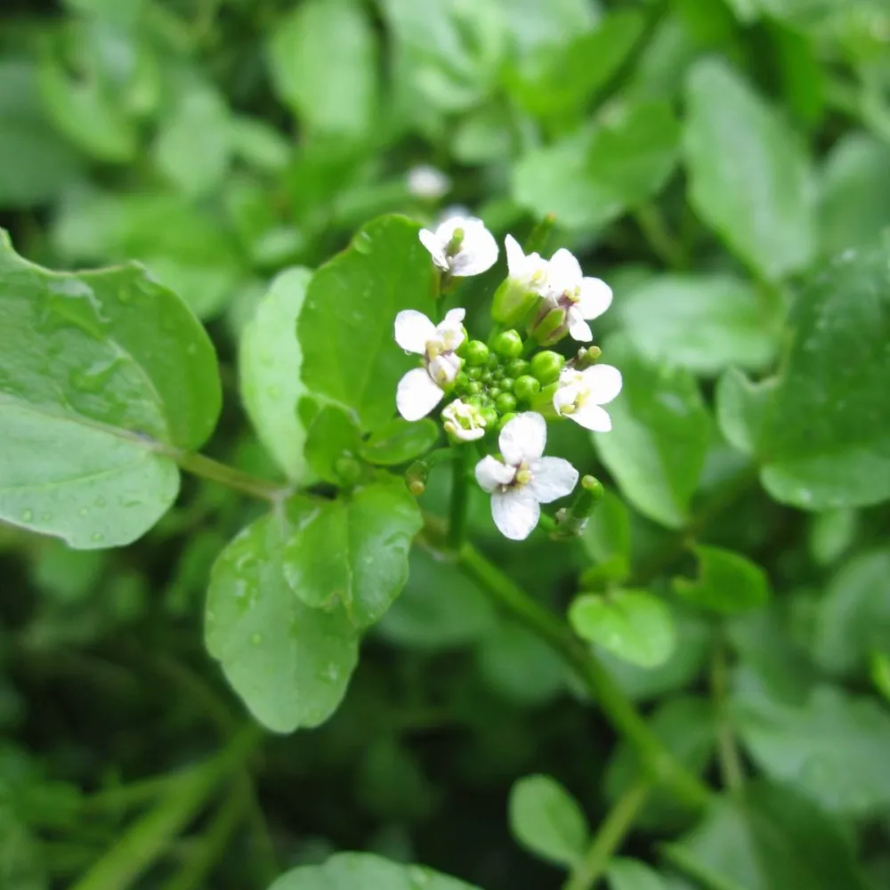 Rorippa?nasturtium-aquaticum | Watercress | Marginal Plant - Image 3