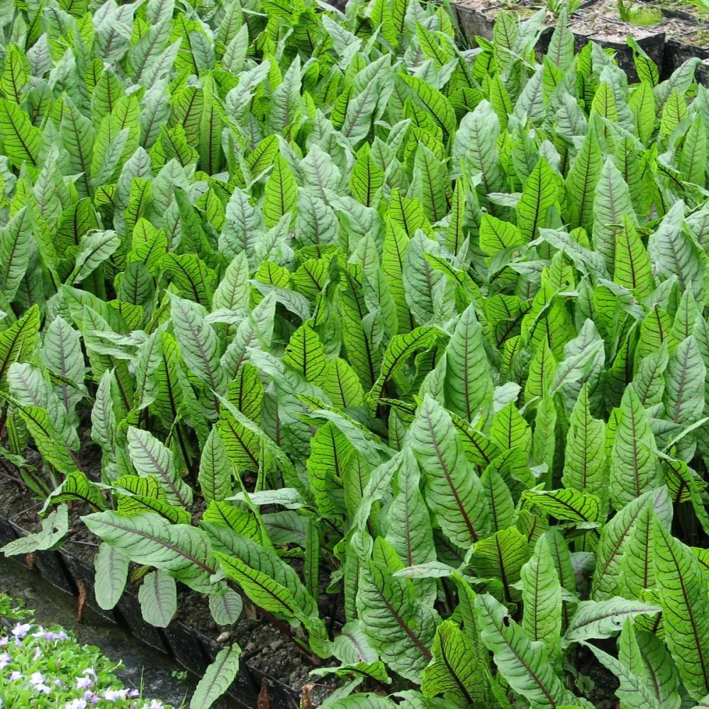 Rumex?sanguineus | Red-veined dock (bloody dock) | Marginal Plant