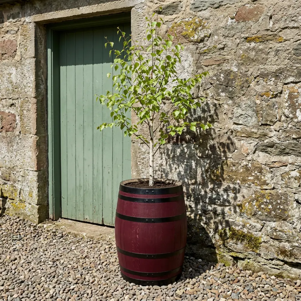 Rustic Oak Barrel Tree / Herb / Bedding Planter - Image 149