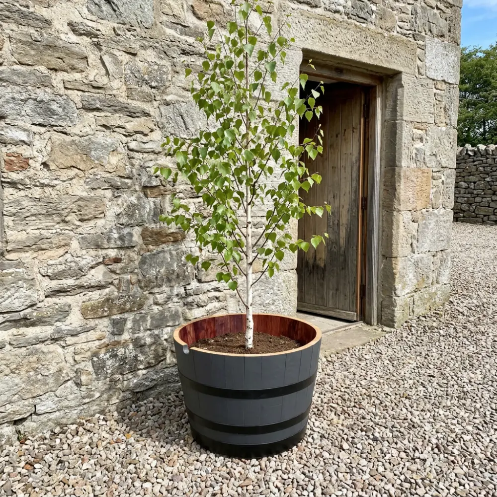 Rustic Oak Barrel Tree / Herb / Bedding Planter - Image 63