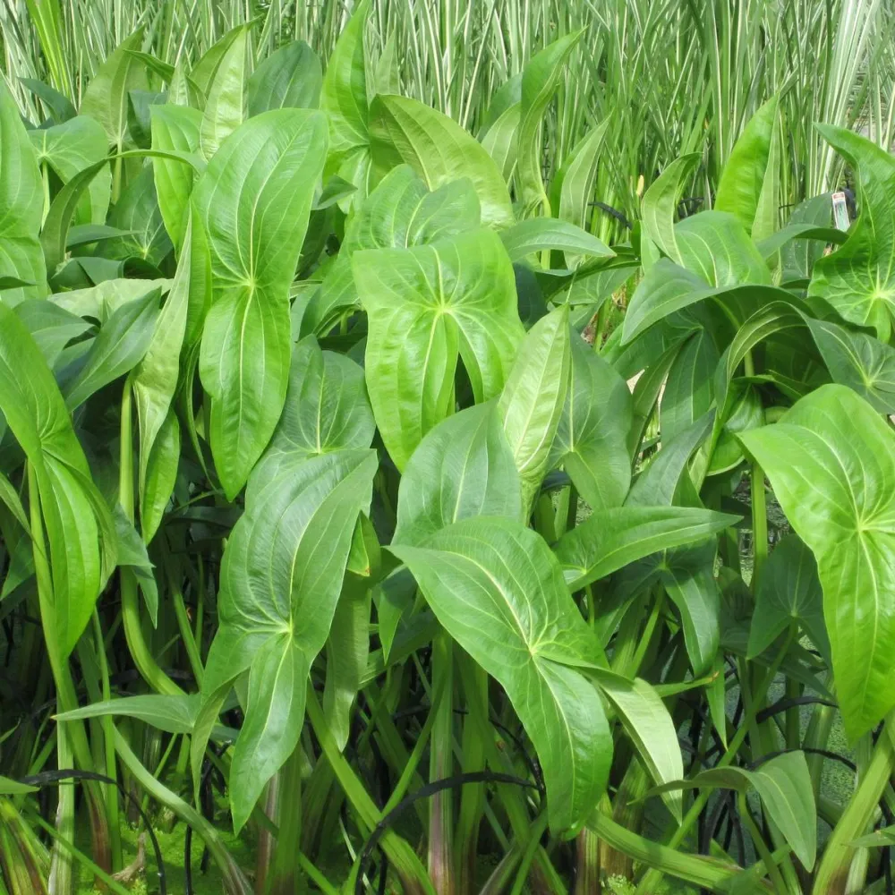 Sagittaria?sagittifolia | Common arrowhead | Marginal Plant