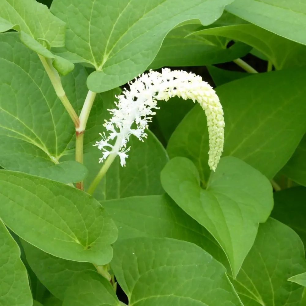 Saururus?cernuus | Lizards-tail | Marginal Plant - Image 2