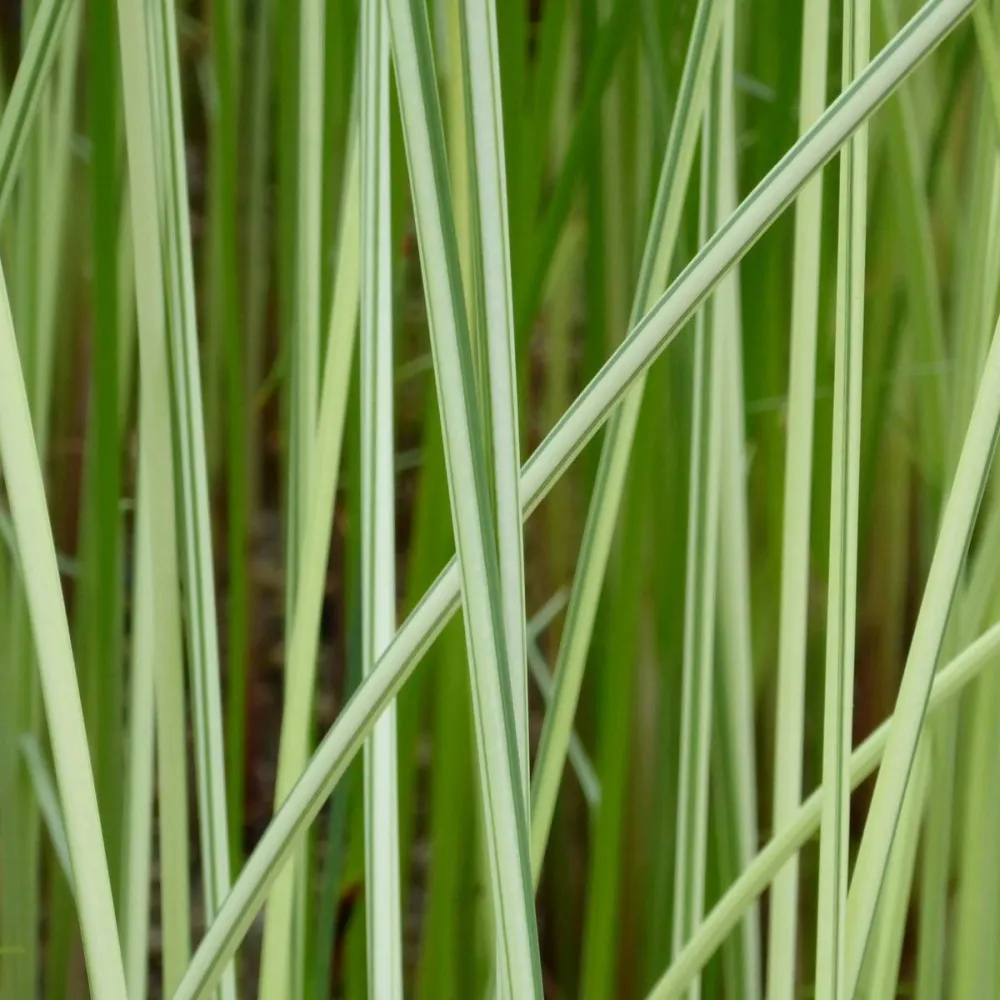 Scirpus?lacustris (=?Schoenoplectus) | Common bulrush / great club-rush | Marginal Plant