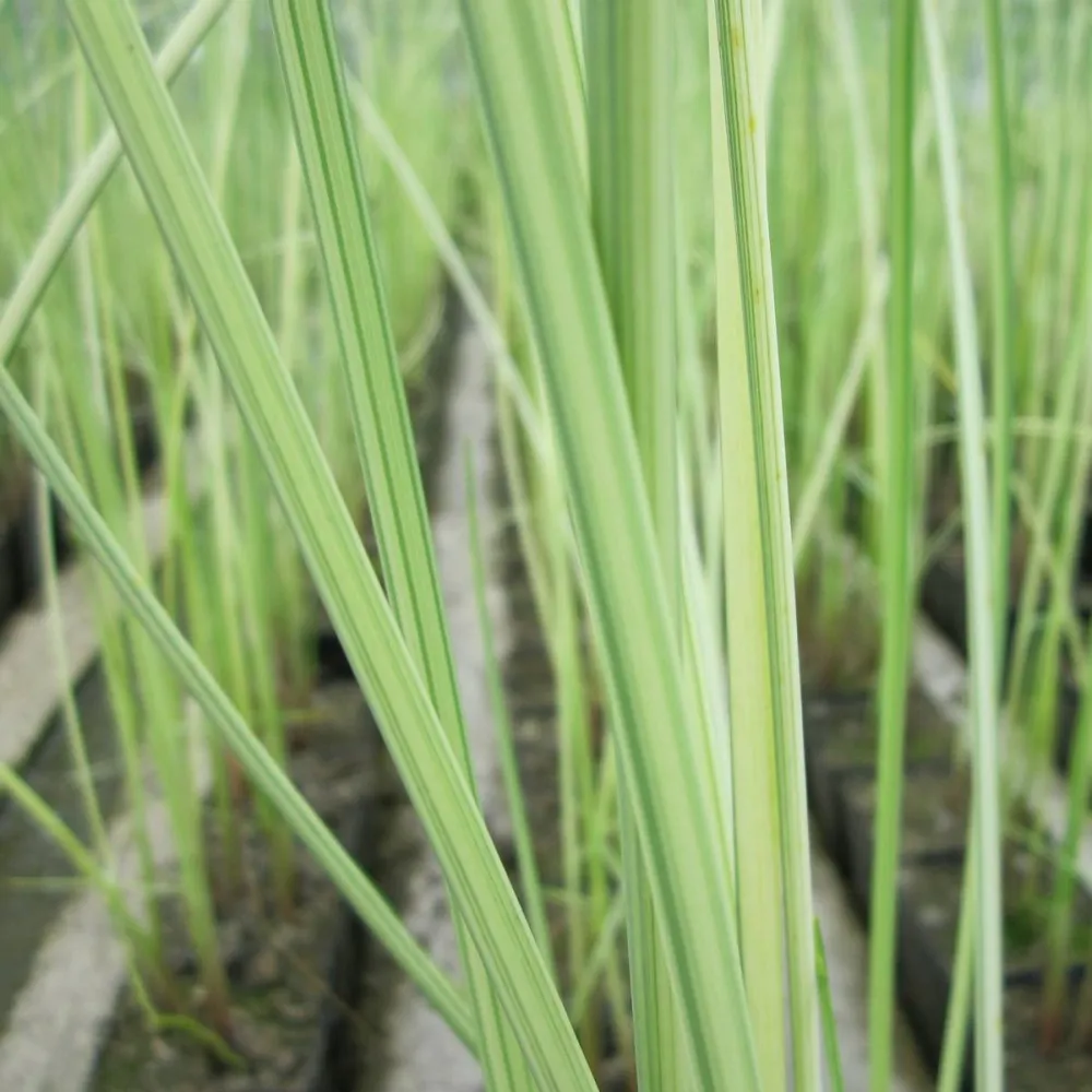 Scirpus?lacustris (=?Schoenoplectus) | Common bulrush / great club-rush | Marginal Plant - Image 6