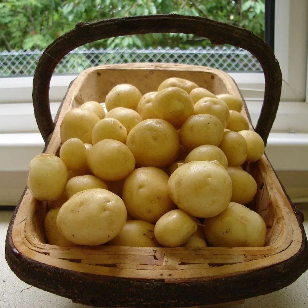 Sharpes Express' First Early Seed Potatoes