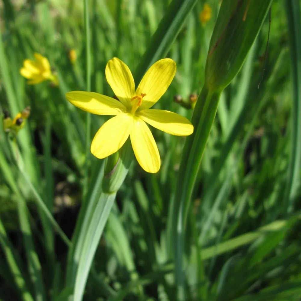 Sisyrinchium?californicum | Yellow-eyed grass | Marginal Plant