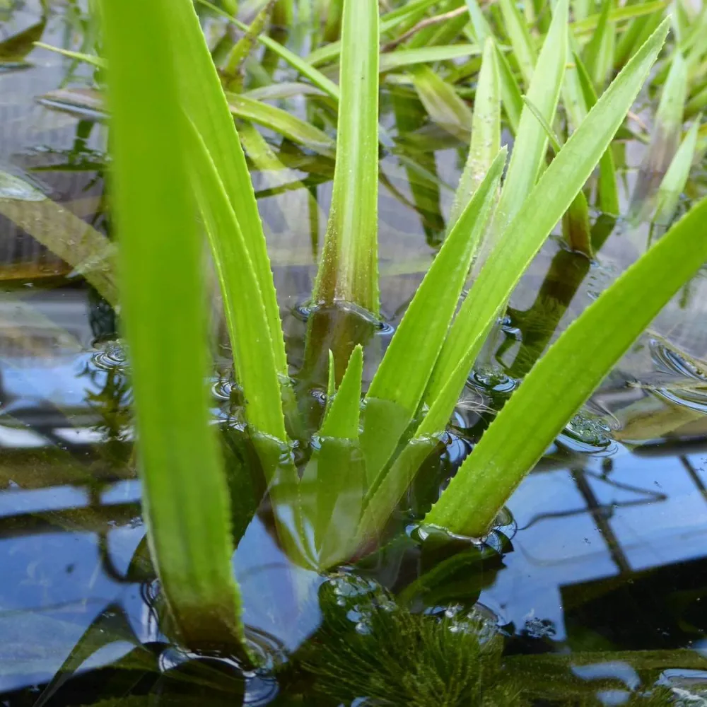 Stratiotes?aloides | Water soldier | Marginal Plant