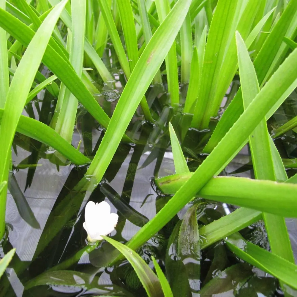 Stratiotes?aloides | Water soldier | Marginal Plant - Image 2