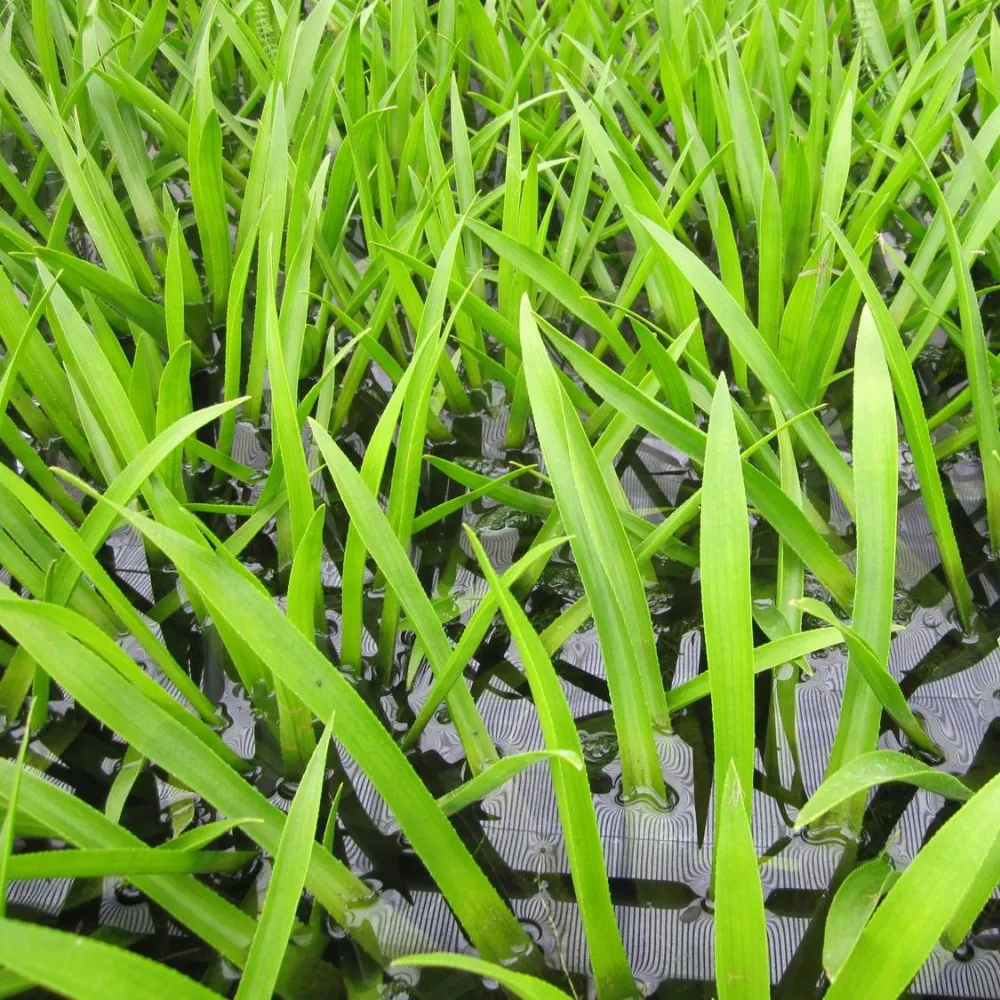 Stratiotes?aloides | Water soldier | Marginal Plant - Image 3