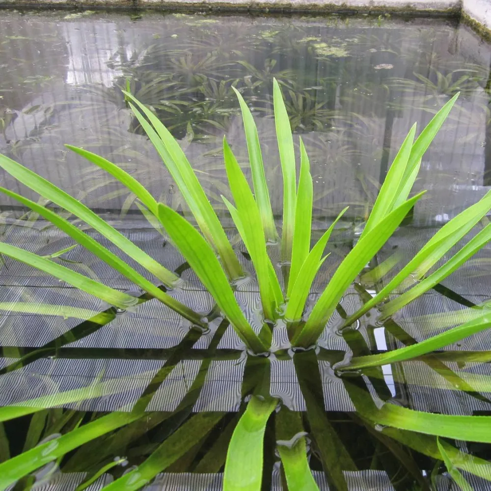 Stratiotes?aloides | Water soldier | Marginal Plant - Image 4