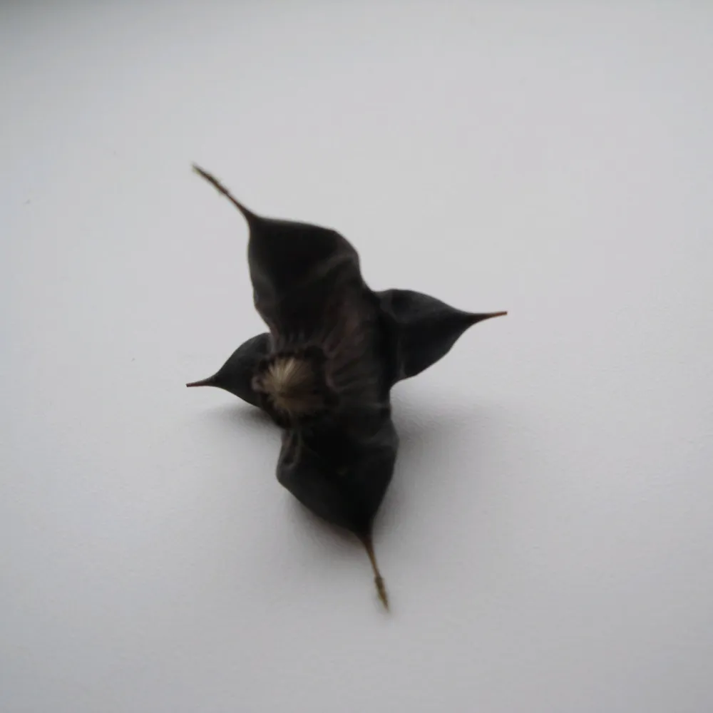Trapa?natans | Water chestnut | Floating Plant - Image 2