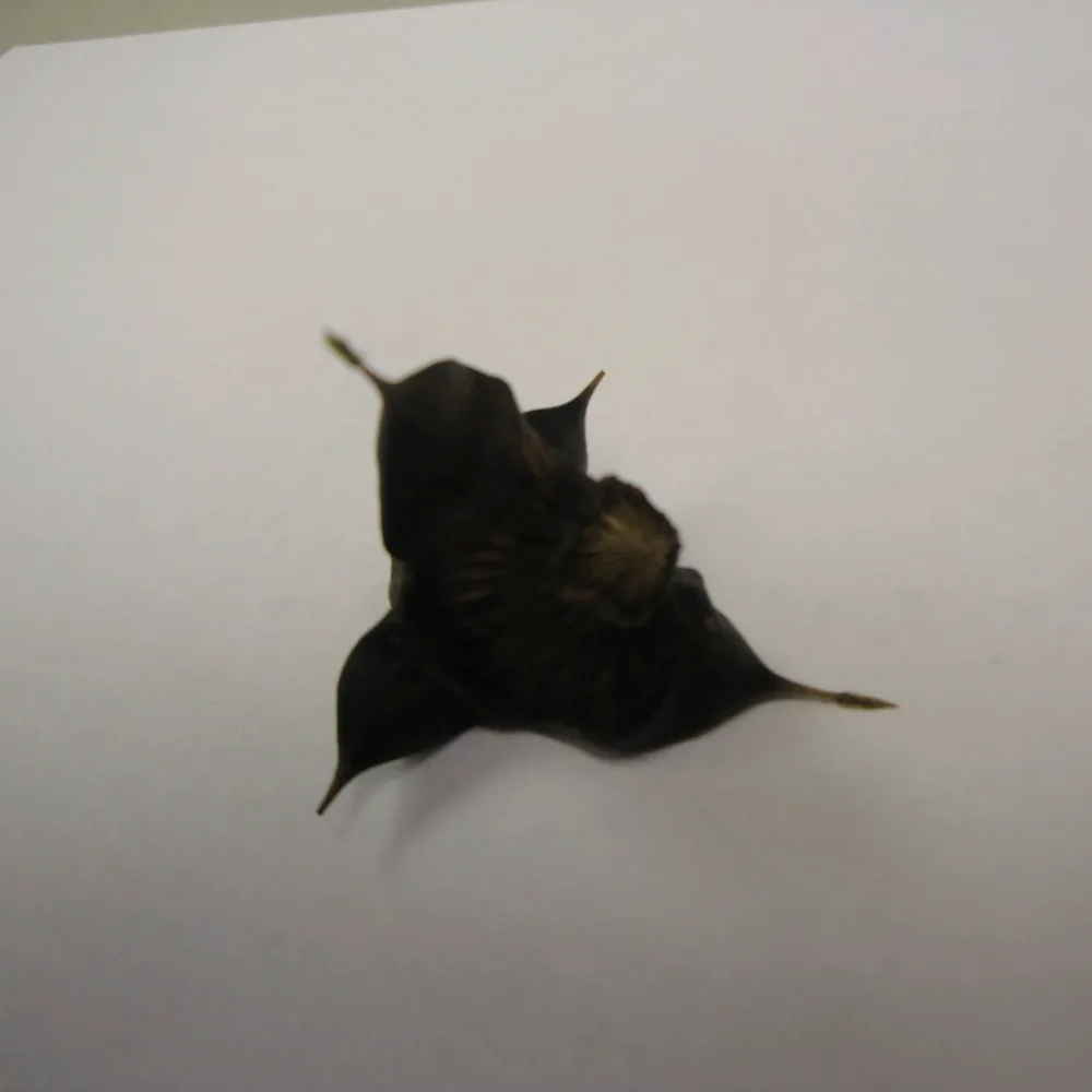 Trapa?natans | Water chestnut | Floating Plant - Image 3