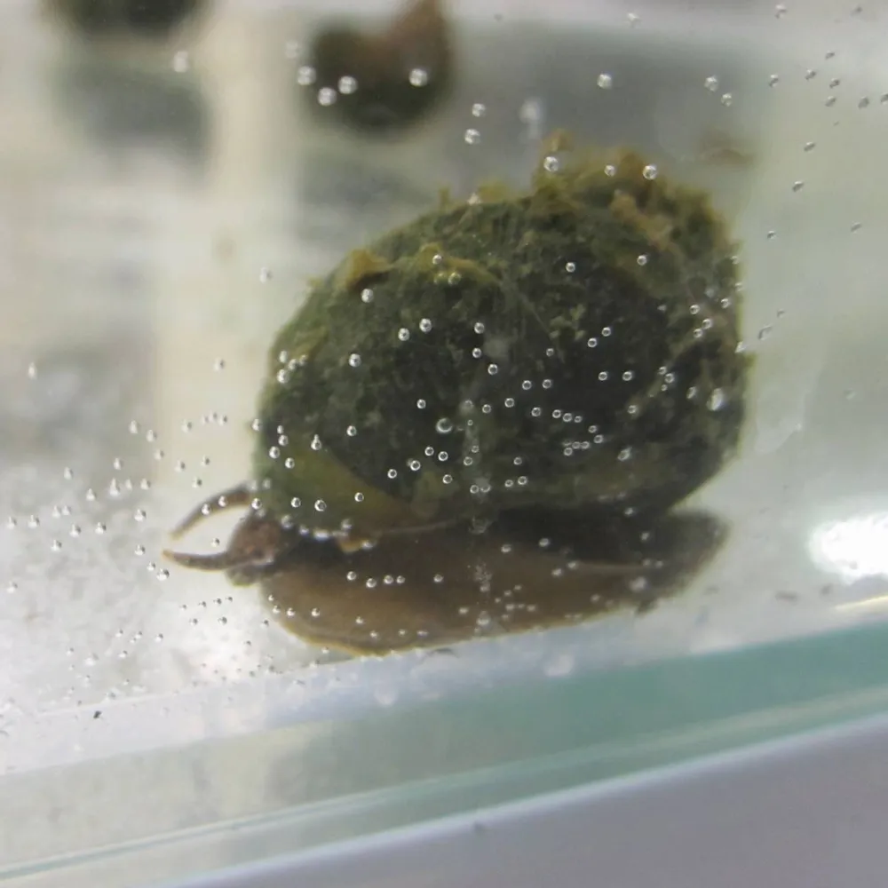 Trapdoor Snails |?Viviparus viviparus | Trapdoor Pond Snails